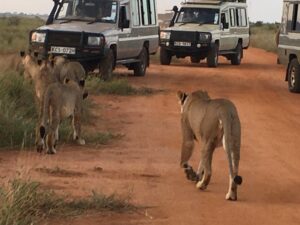 1 Day Safari Tsavo East National Park