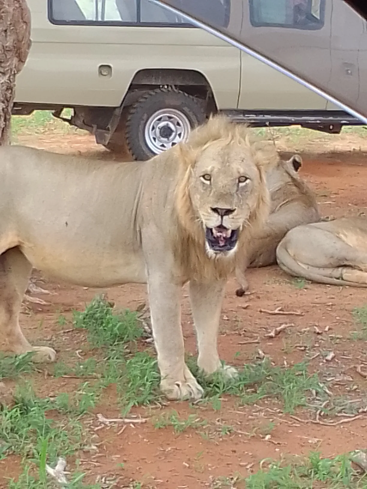 explore-lions-zimba-affordable-kenya-wildlife-safaris