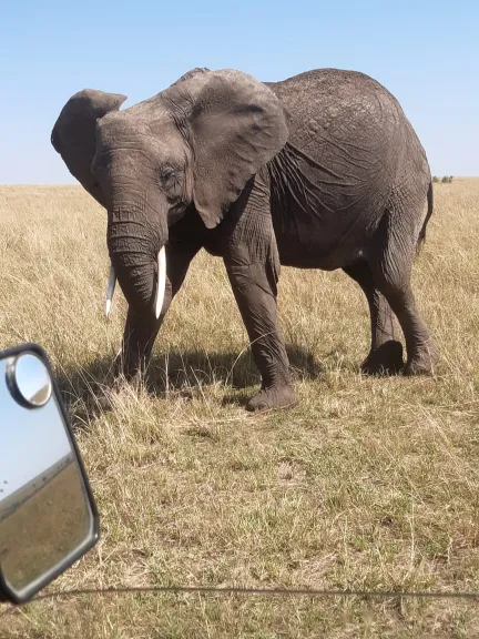 explore-elephants-zimba-affordable-kenya-wildlife-safaris