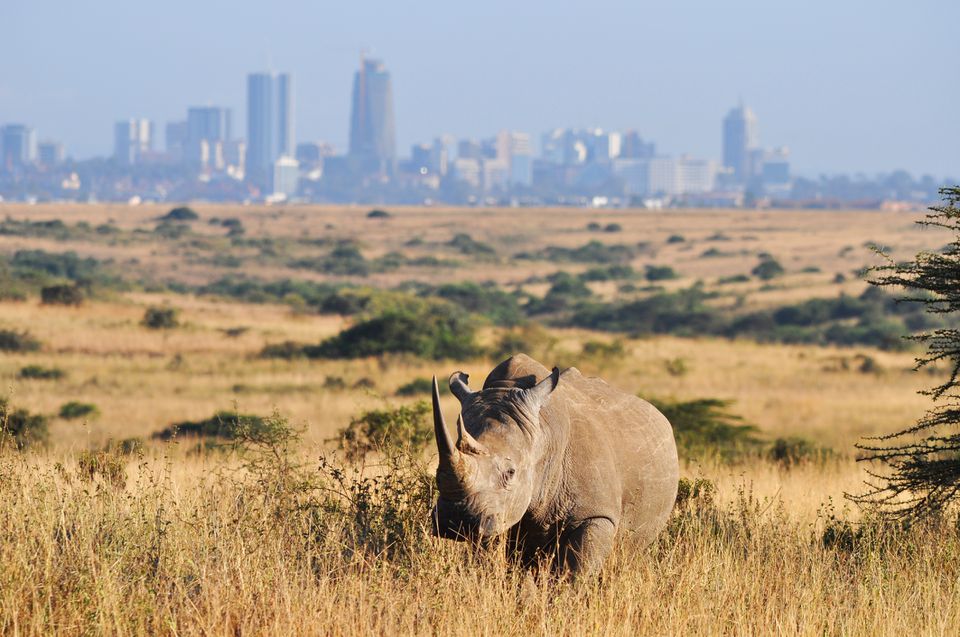 Top 5 Kenyan safari destinations including Maasai Mara, Amboseli, Tsavo, Samburu, and Lake Nakuru for an unforgettable wildlife experience.