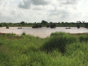 Elephants of Tsavo and Salt Lick